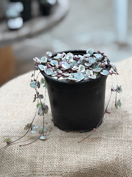 Ceropegia_woodii_Variegated_Chain_of_Hearts_in_12_cm_pot