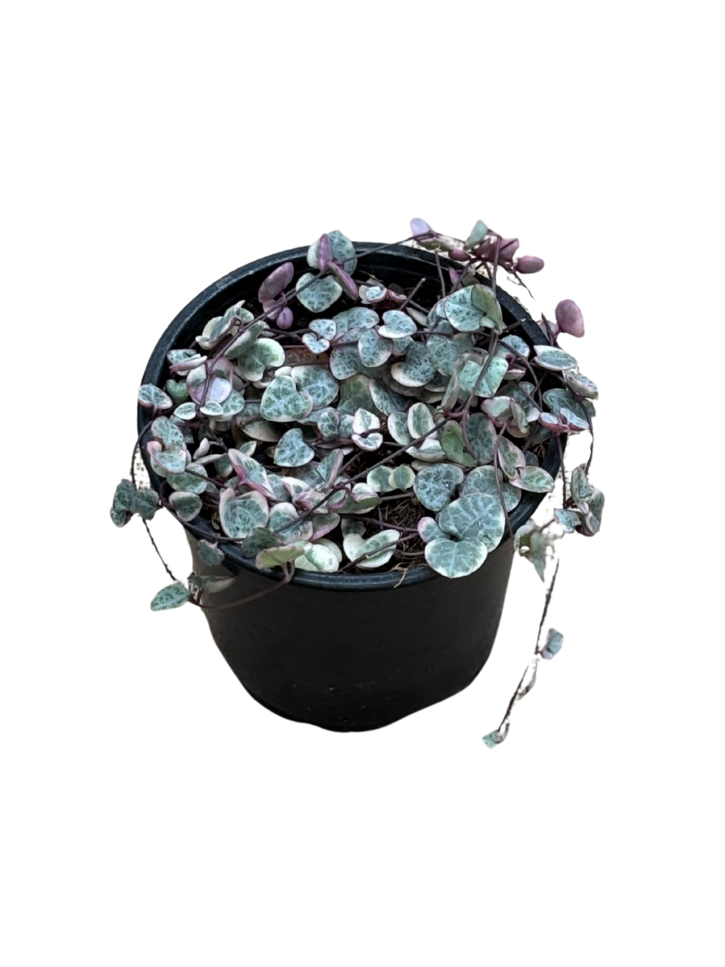 Ceropegia_woodii_Variegated_Chain_of_Hearts_in_12_cm_pot