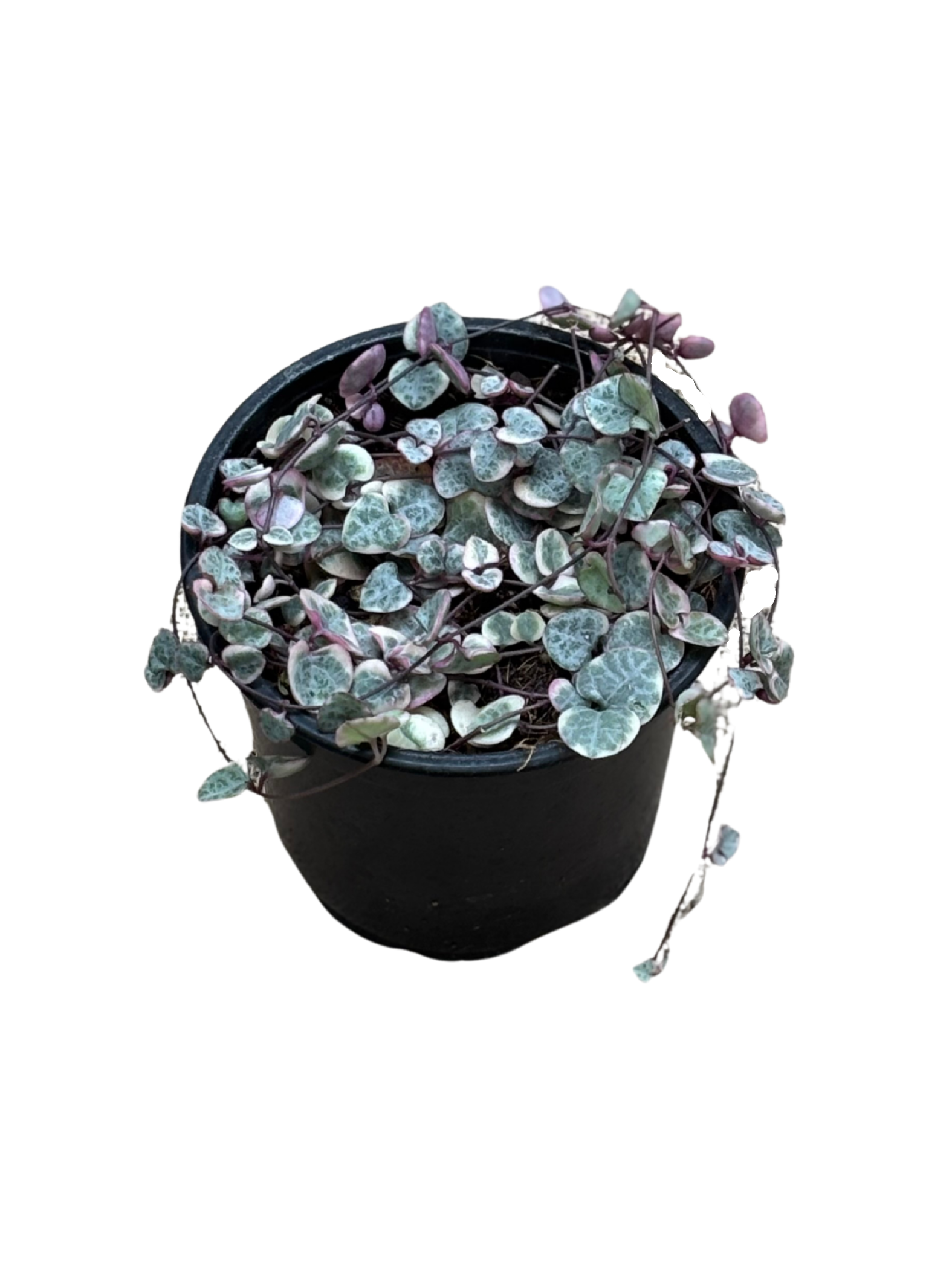 Ceropegia_woodii_Variegated_Chain_of_Hearts_in_12_cm_pot