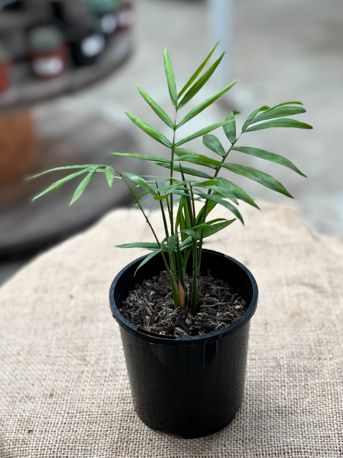 Chamaedorea_elegans__10cm_pot