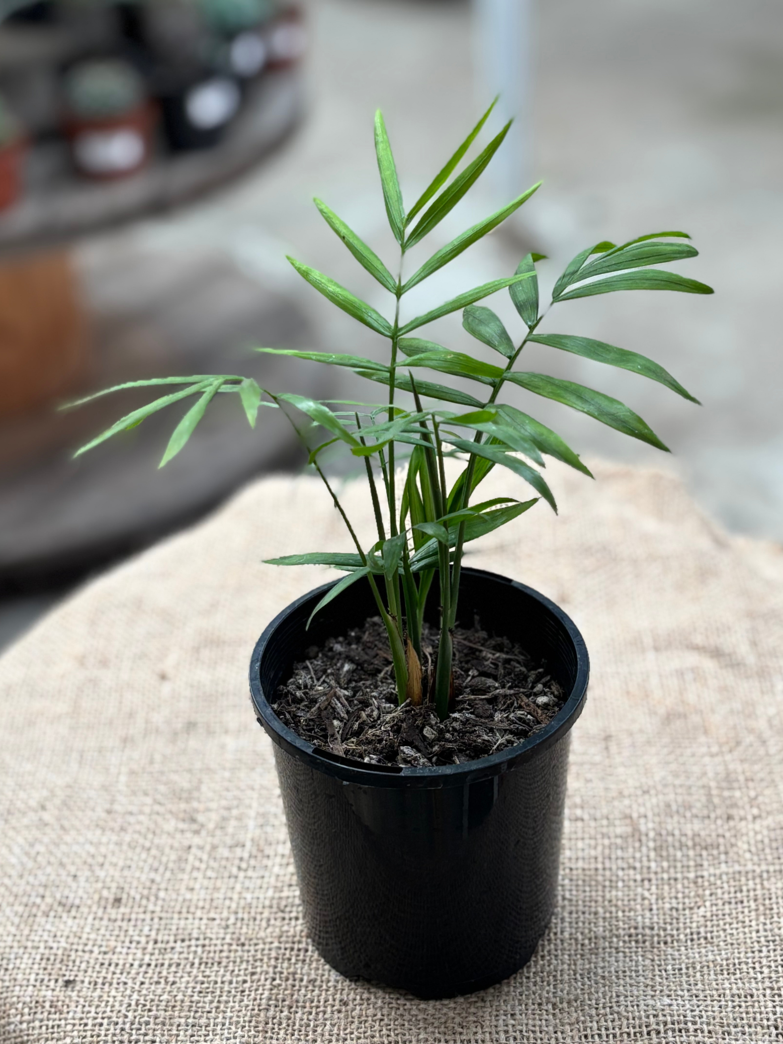 Chamaedorea_elegans__10cm_pot