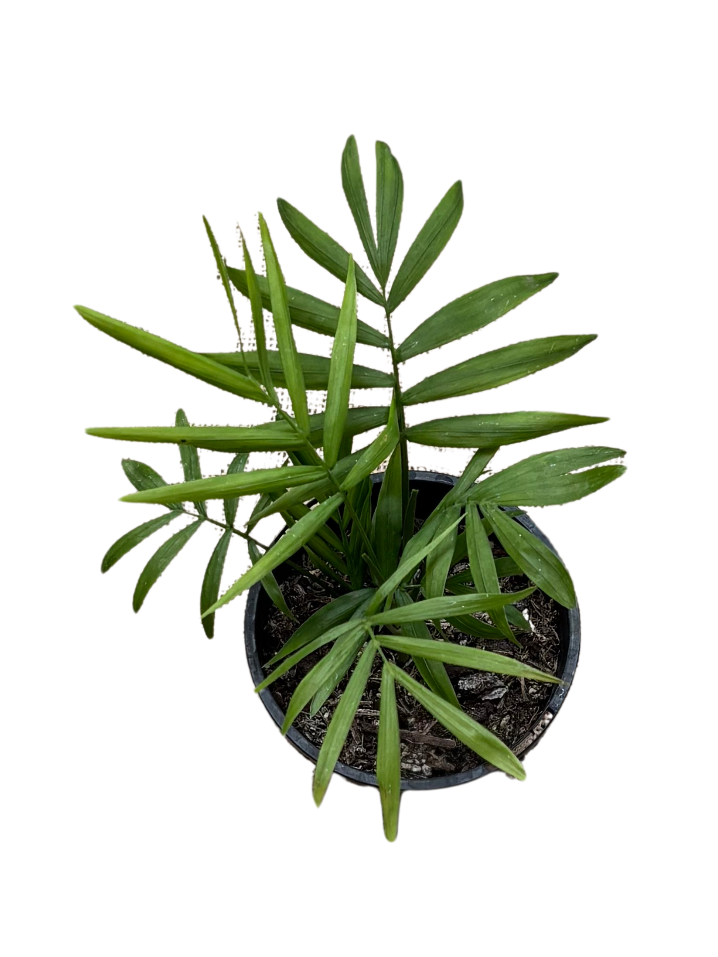 Chamaedorea_elegans__10cm_pot