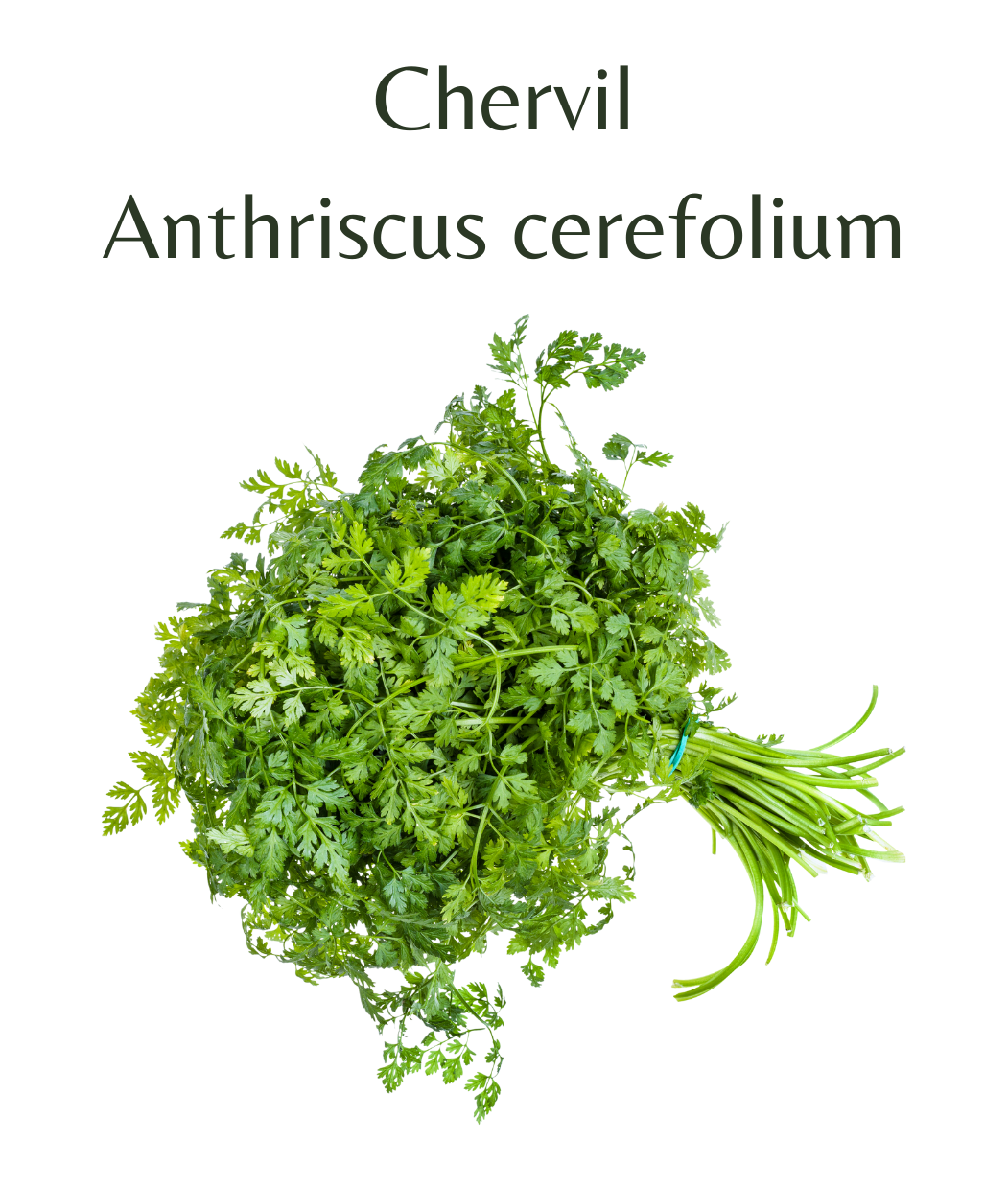 Chervil (500 seeds) – Rasmussen Gardens