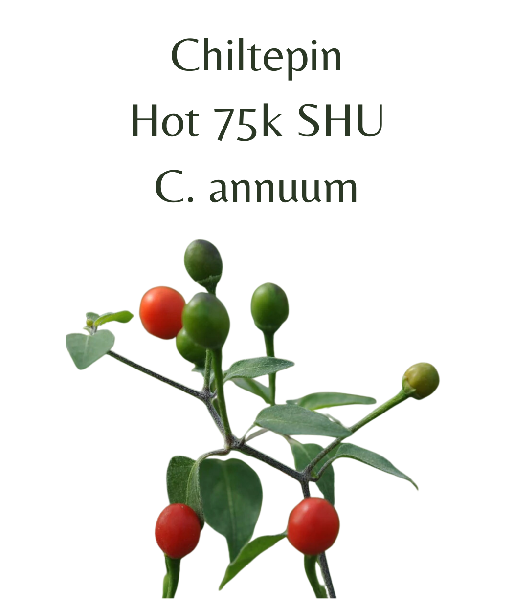 Chiltepin_Chilli_Plant_in_4_pot