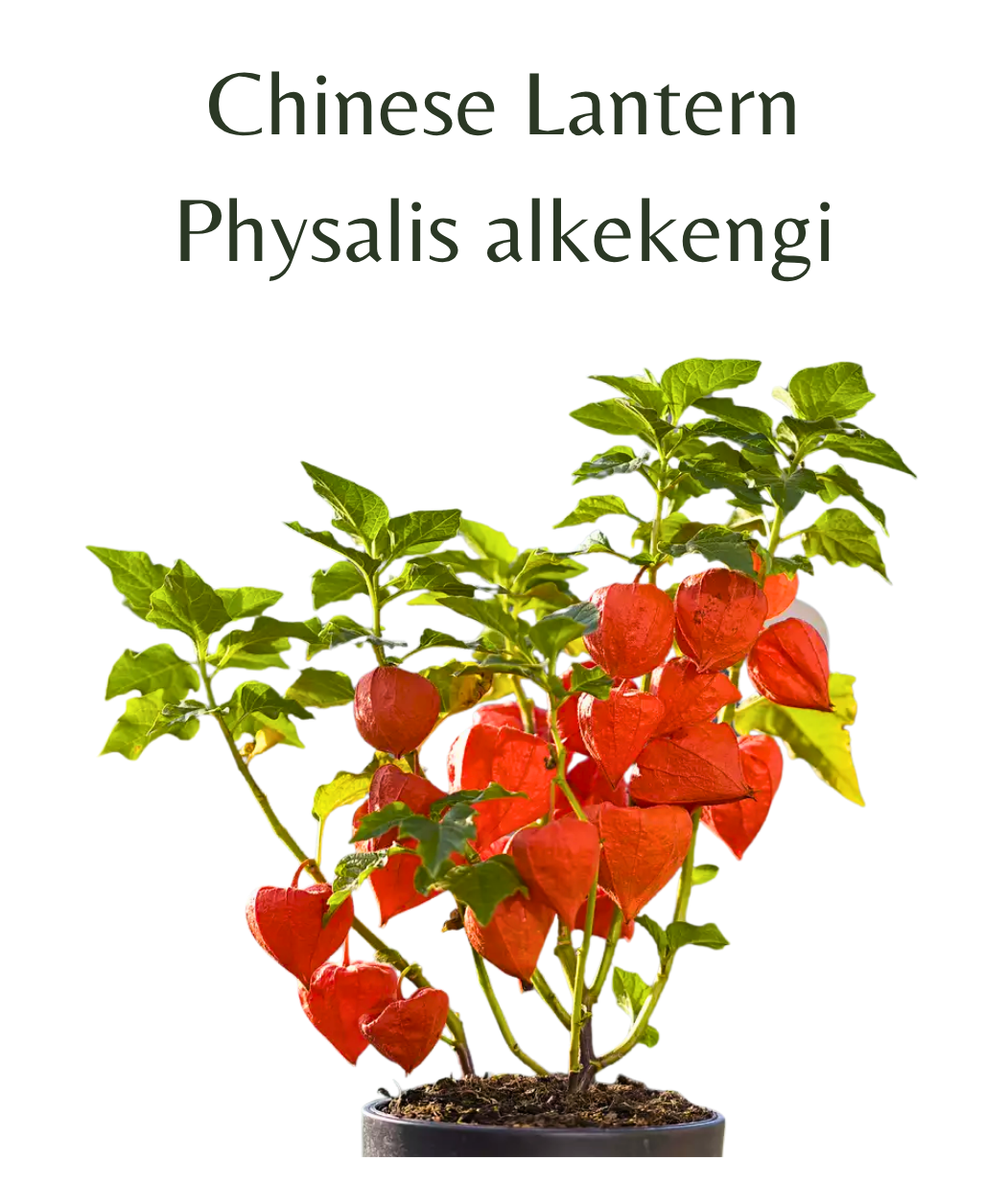 Chinese_Lantern_-_Physalis_alkekengi_10_seeds