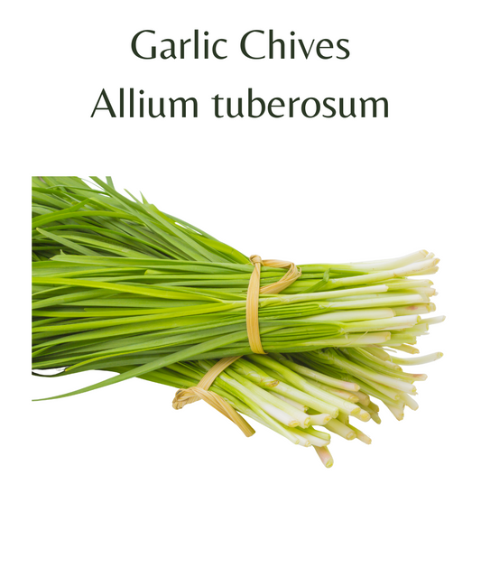 Chives_Garlic_200_seeds