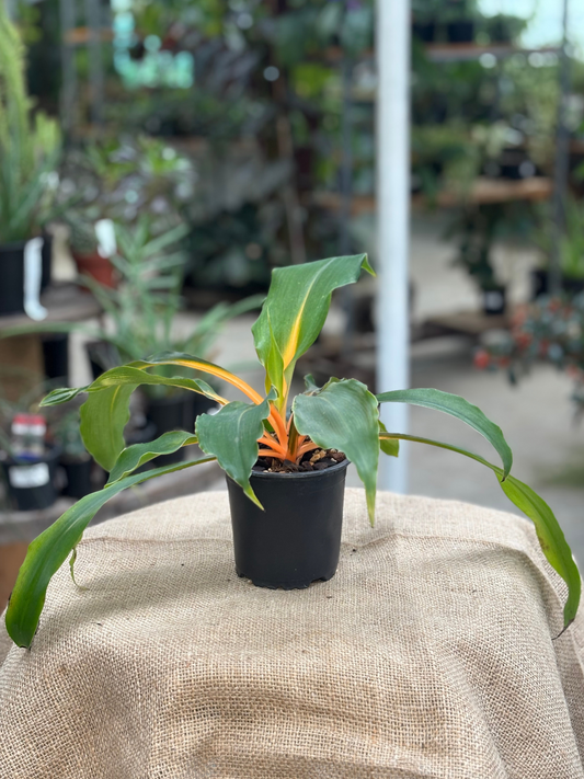 Chlorophytum amaniense ‘Mandarin Spider Plant' in 10 cm pot