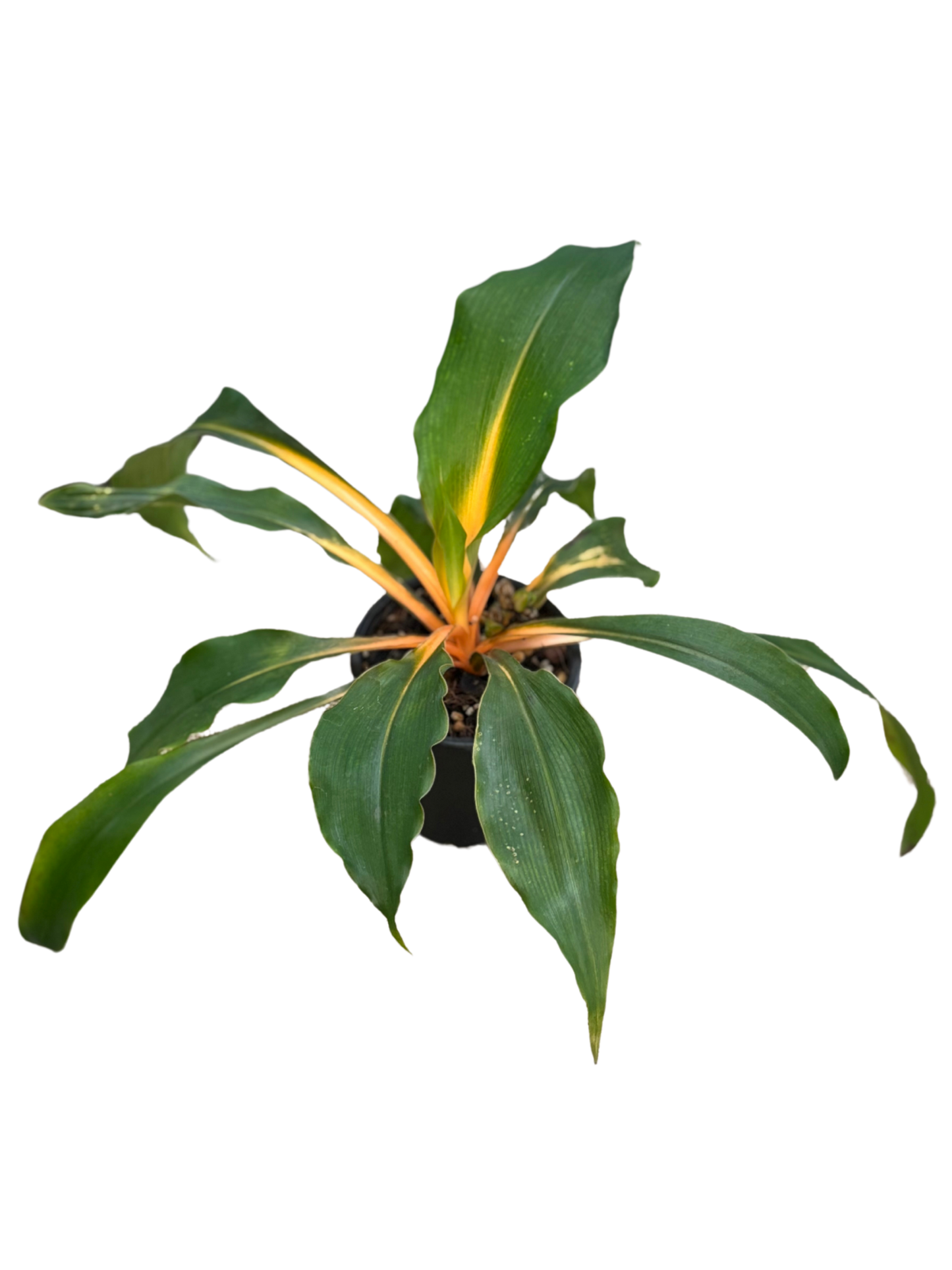 Chlorophytum amaniense ‘Mandarin Spider Plant' in 10 cm pot