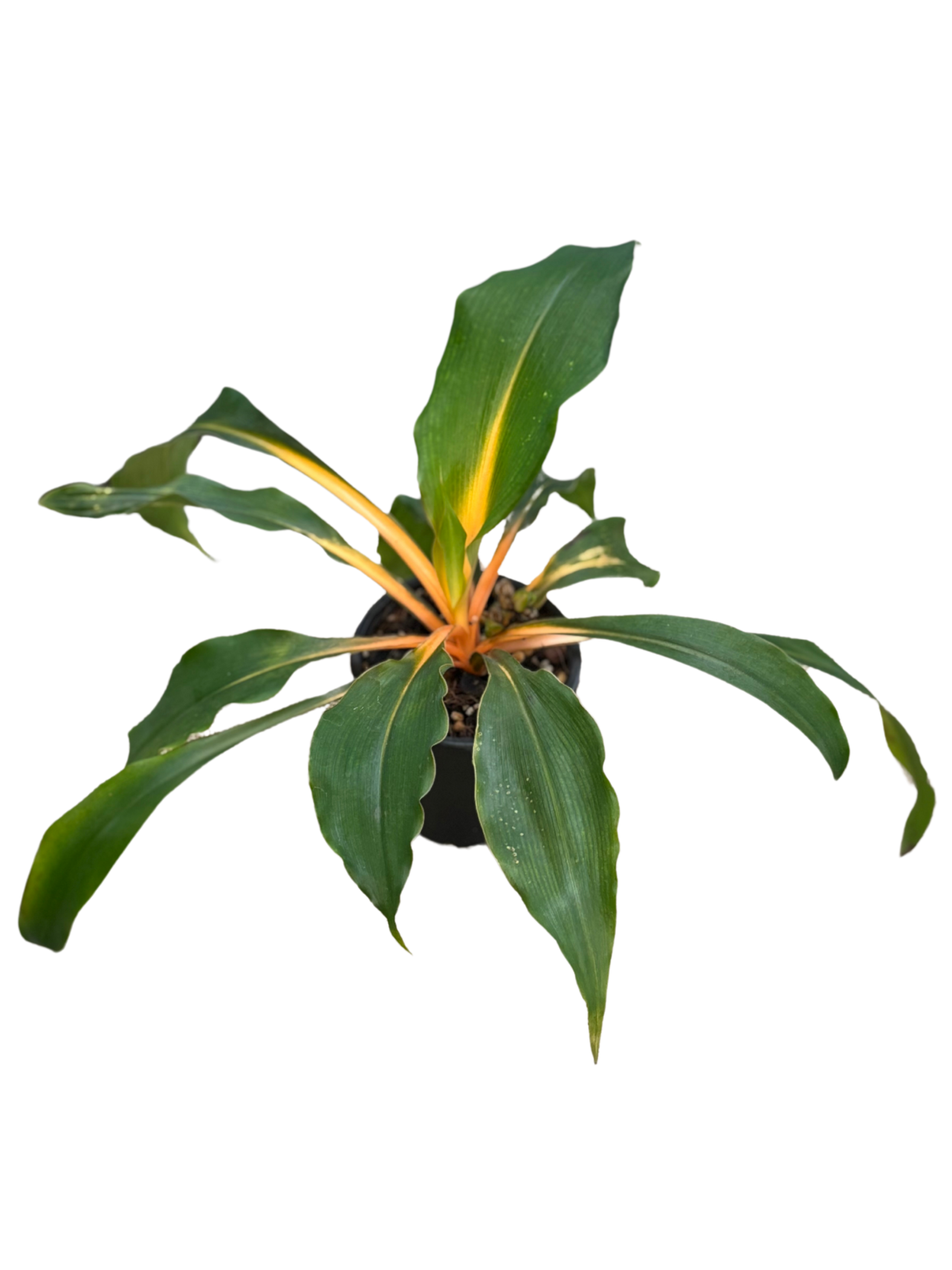 Chlorophytum amaniense ‘Mandarin Spider Plant' in 10 cm pot