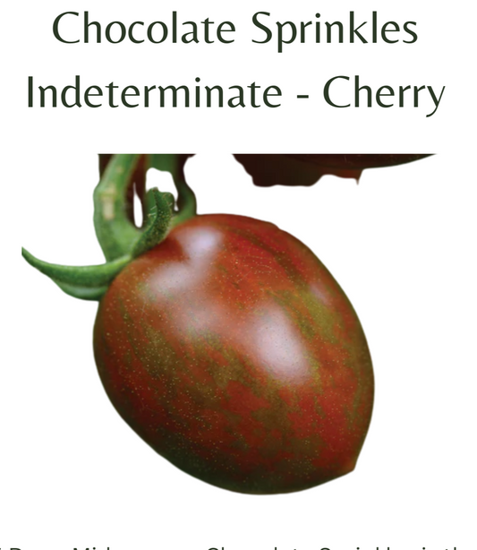 Chocolate_Sprinkles_Cherry_Tomato_Plant_in_4_pot