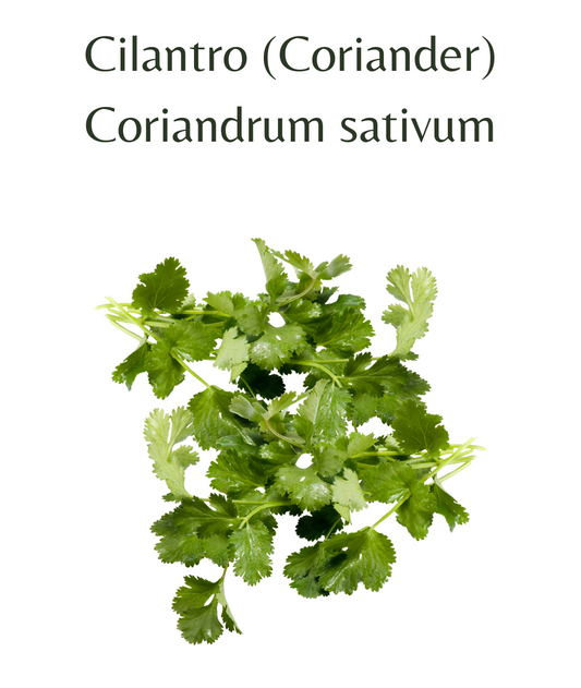Cilantro_Coriander_500_seeds