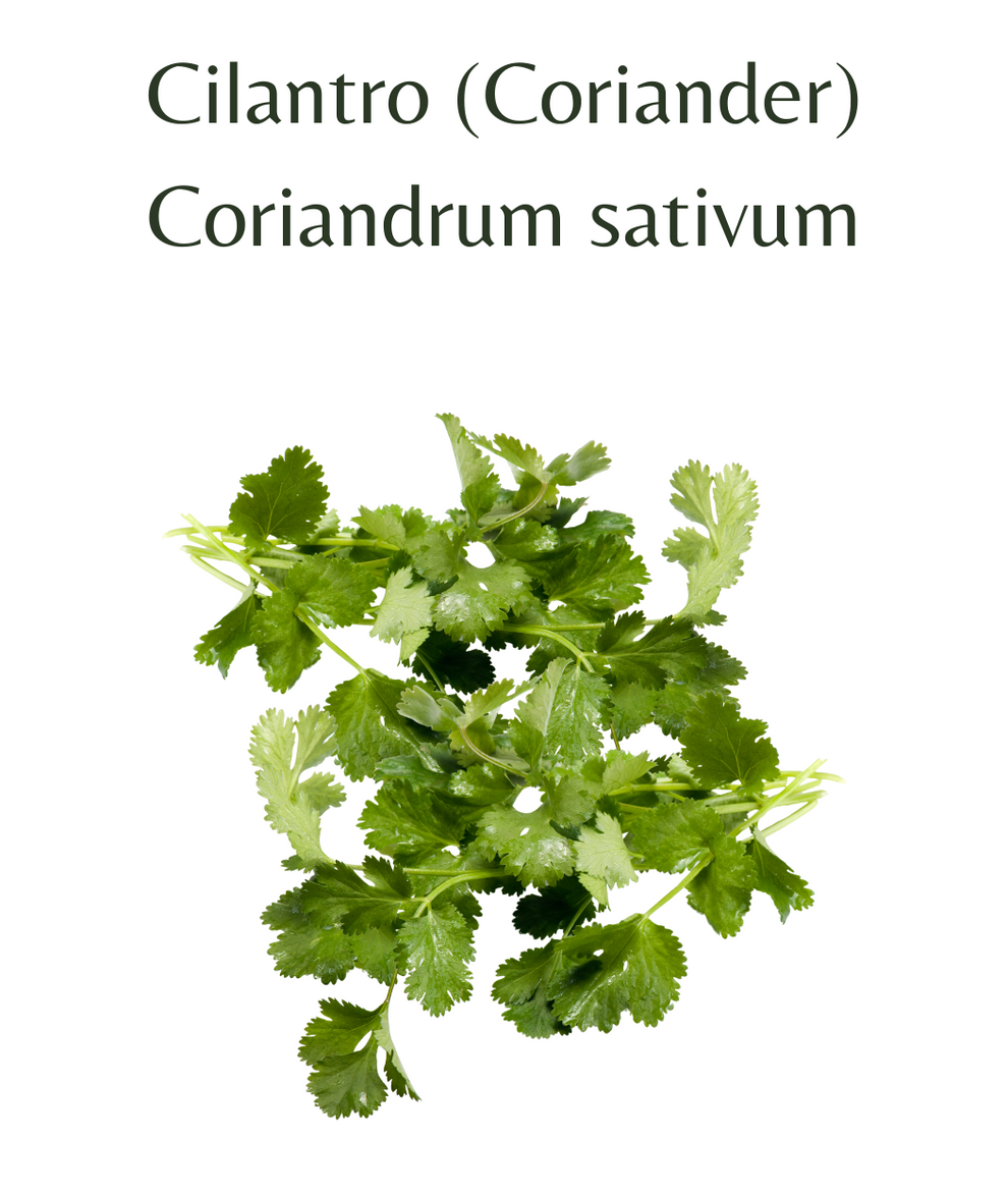 Cilantro (Coriander) (500 seeds) – Rasmussen Gardens