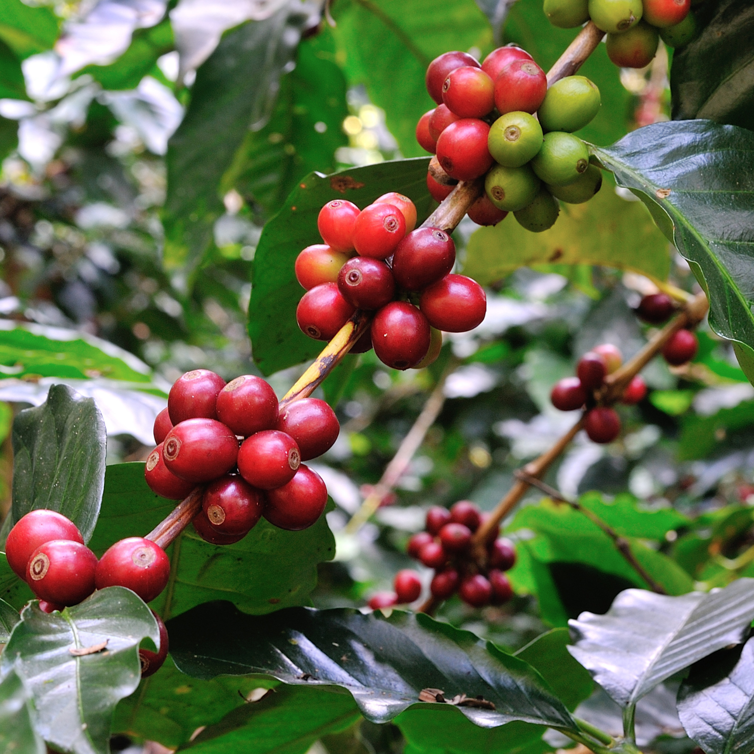 Coffee Tree in 10cm pot