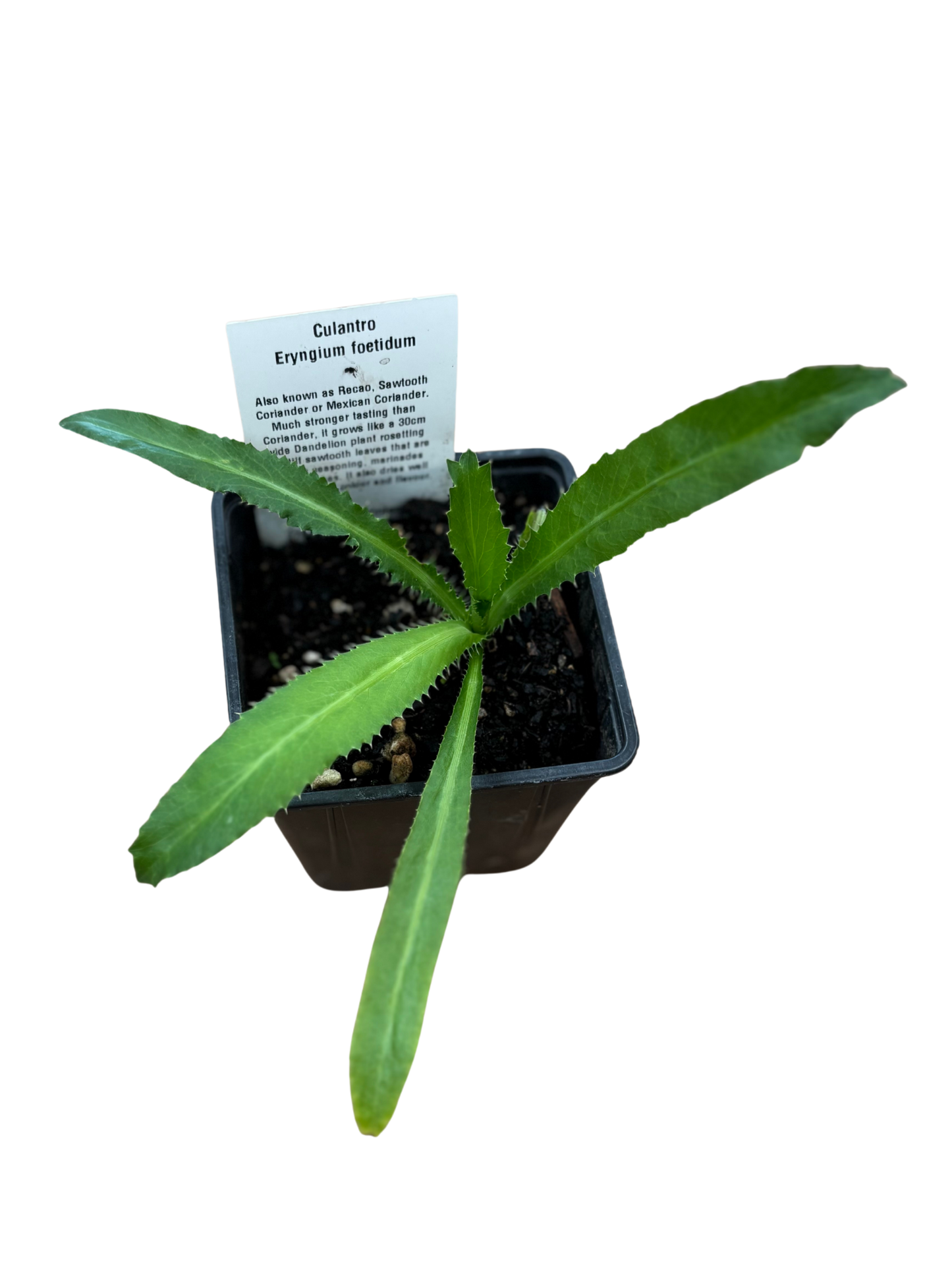 Culantro_-_Herb_in_10cm_pot