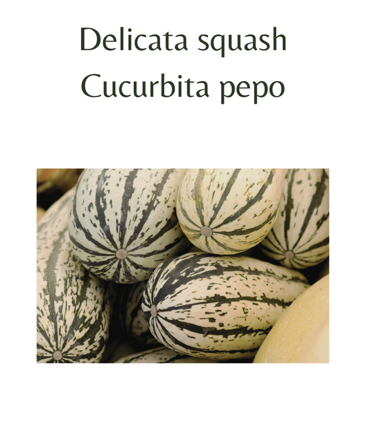 Delicata squash (10 seeds)