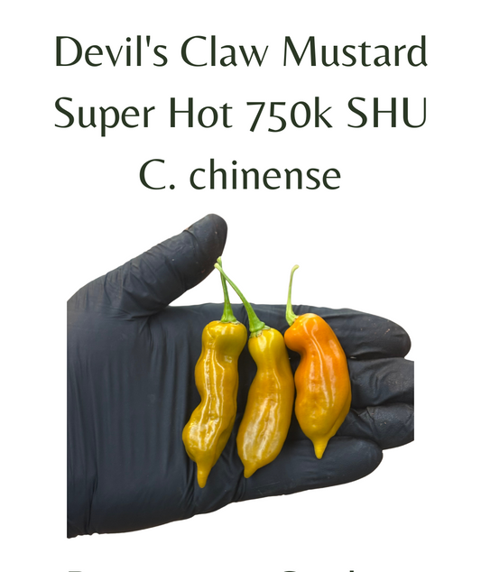 Devils Claw Mustard Chilli Seeds (10 seeds)