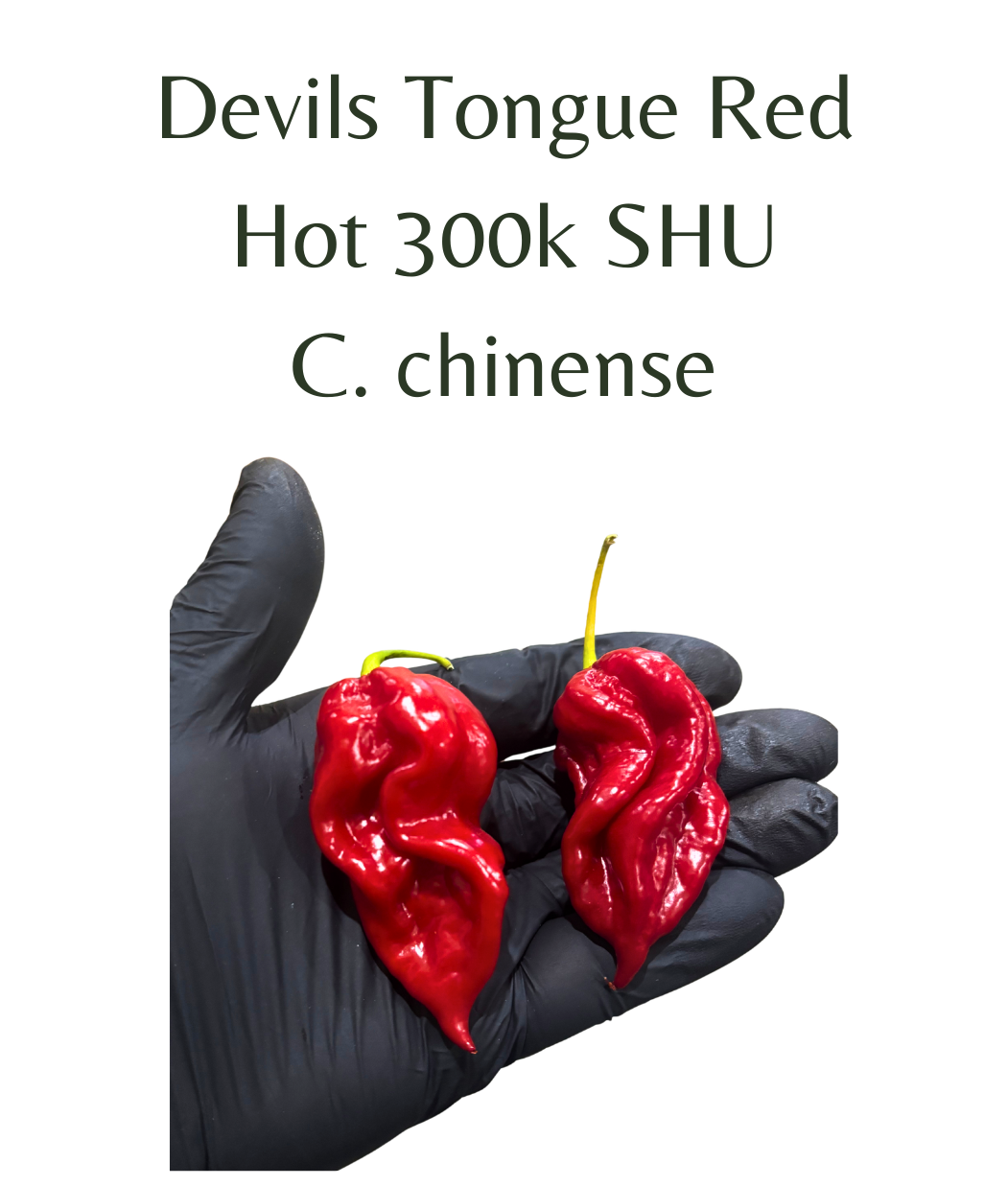 Devils Tongue - Red Chilli Seeds (10 seeds) – Rasmussen Gardens