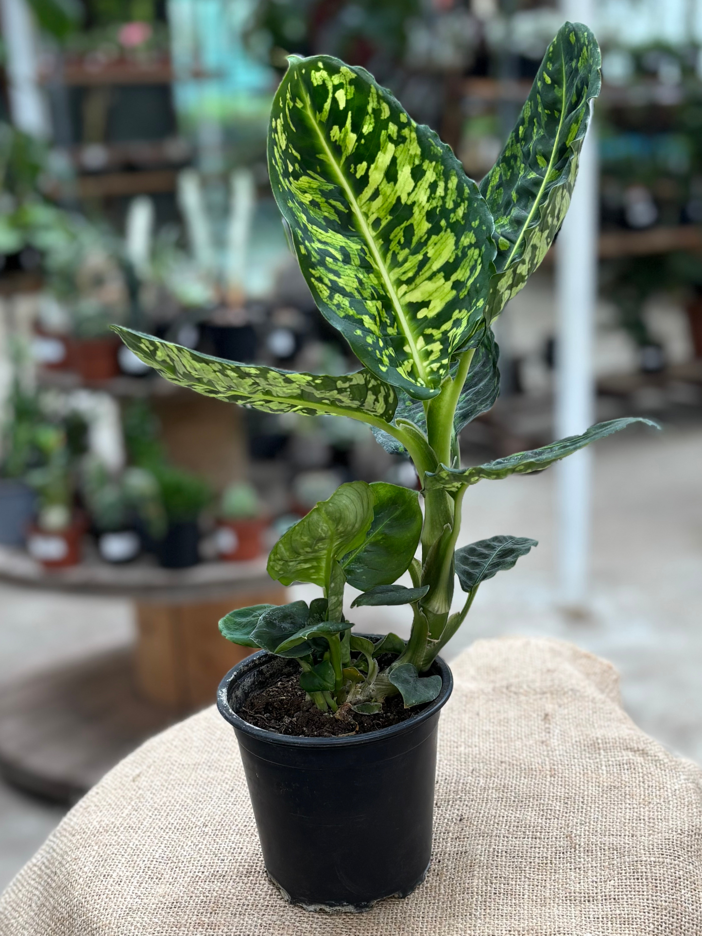 Dieffenbachia_Amoena_Reflector_plant_in_12cm_pot