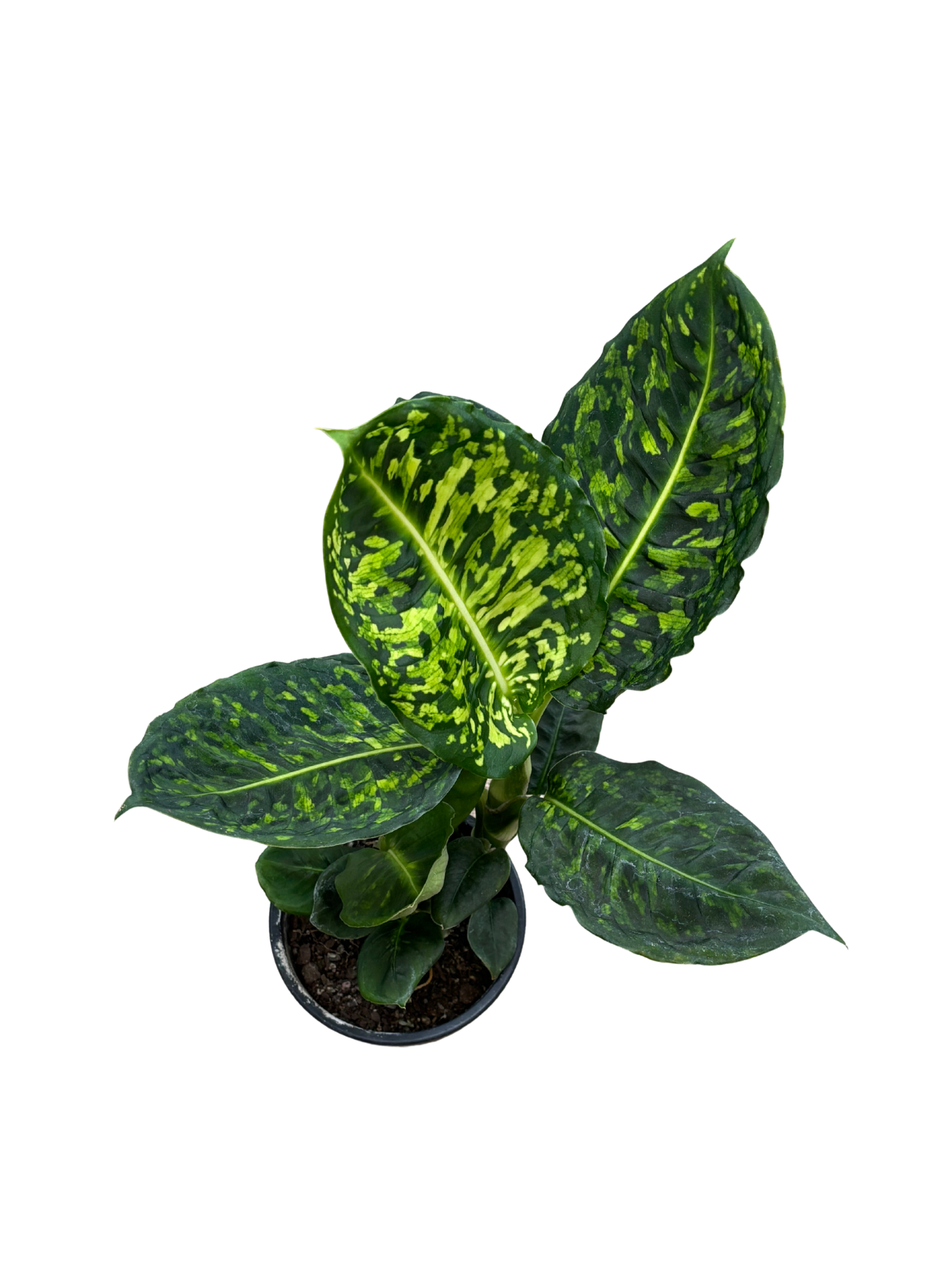 Dieffenbachia_Amoena_Reflector_plant_in_12cm_pot