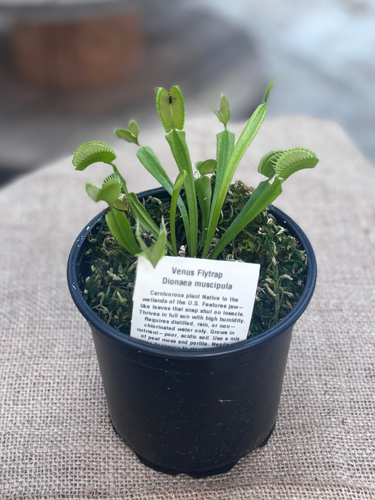Dionaea_muscipula_Venus_Flytrap_plant_in_12_cm_pot