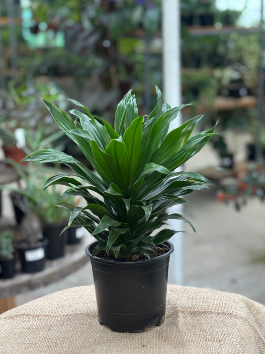 Dracaena compacta ‘Janet Craig’ in 12 cm pot
