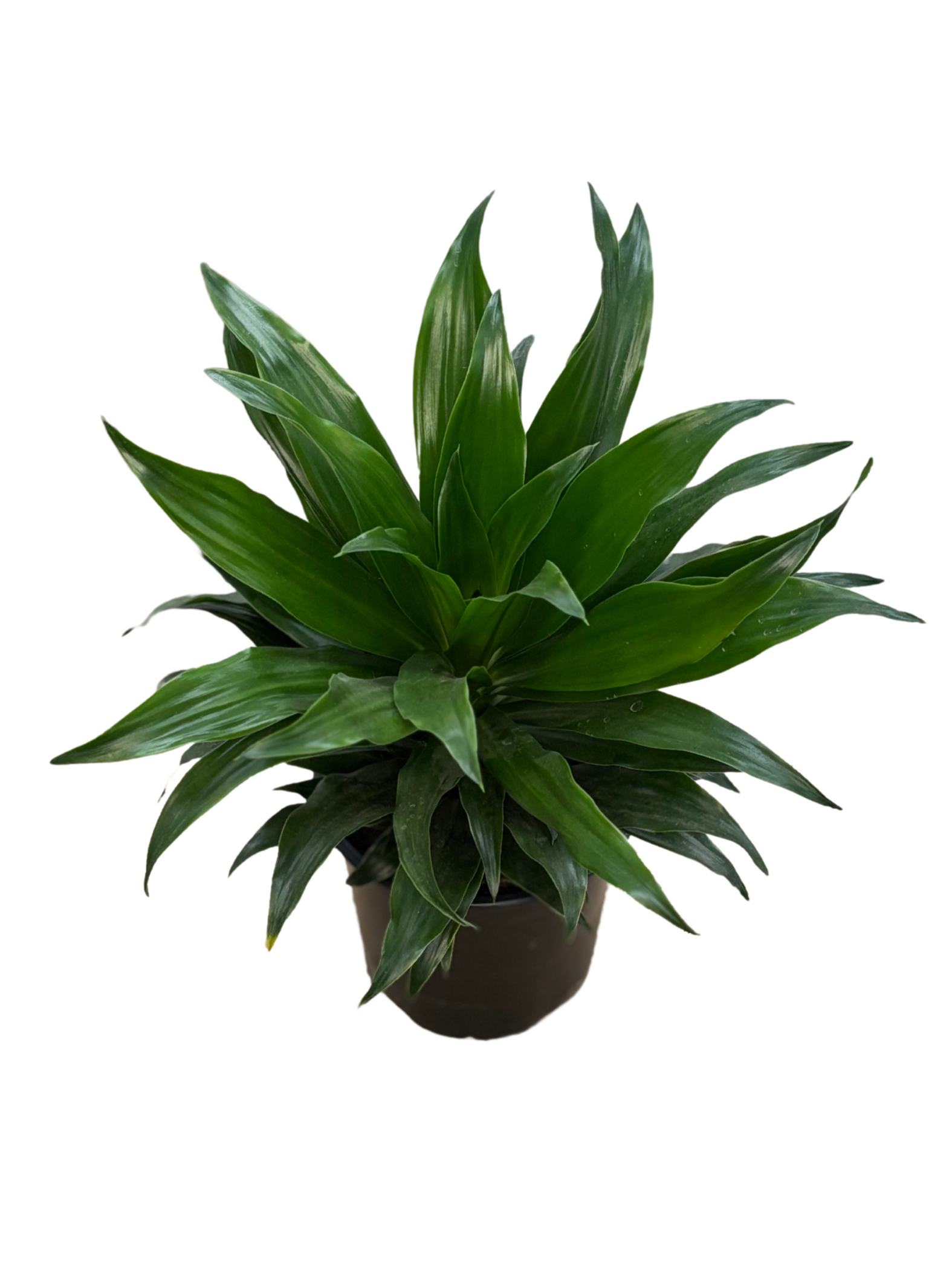 Dracaena compacta ‘Janet Craig’ in 12 cm pot