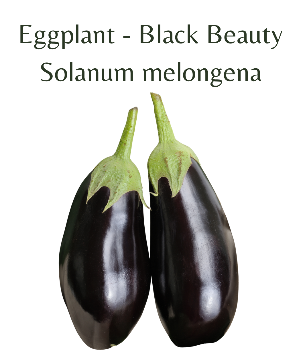 Eggplant_-_Black_Beauty_30_seeds