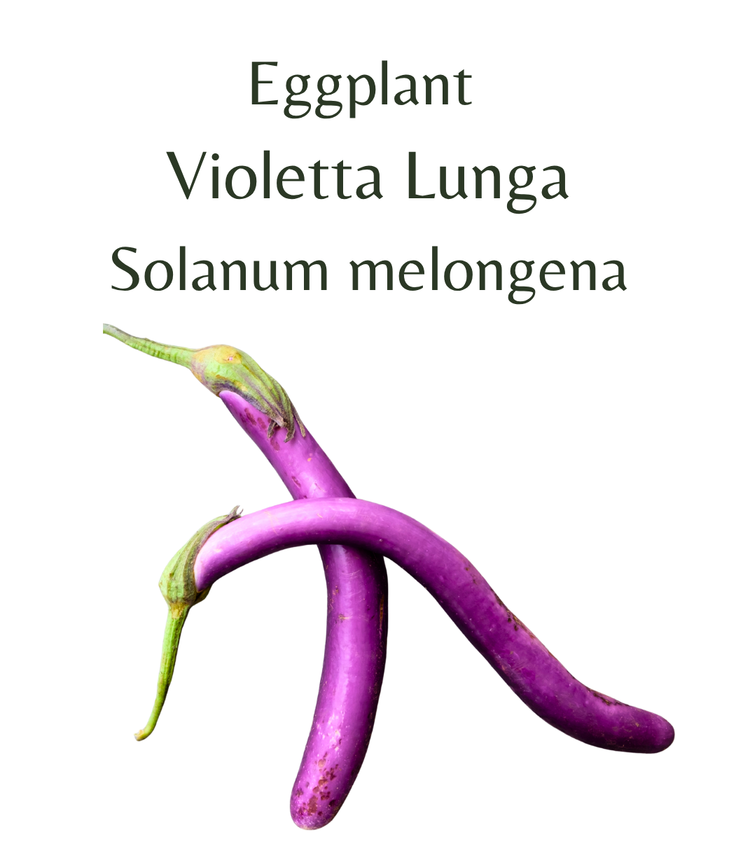 Eggplant_-_Violetta_Lunga_30_seeds