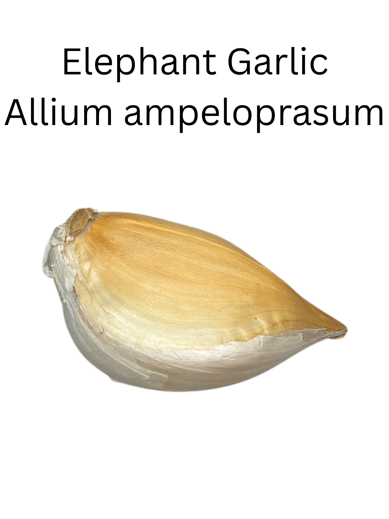 Elephant_Garlic