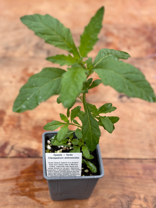 Epazote_-_Verde_Herb_in_10cm_pot