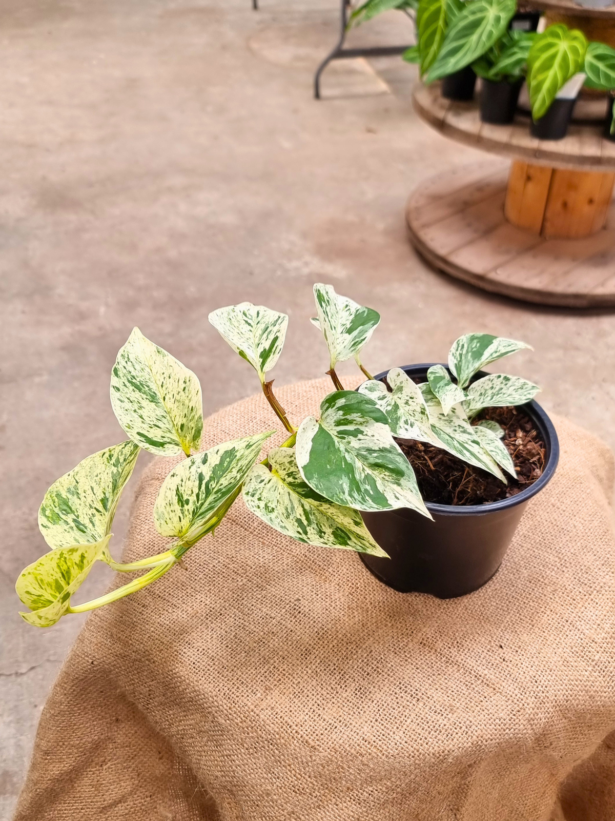 Epipremnum_aureum_Snow_Queen_in_14_cm_Pot