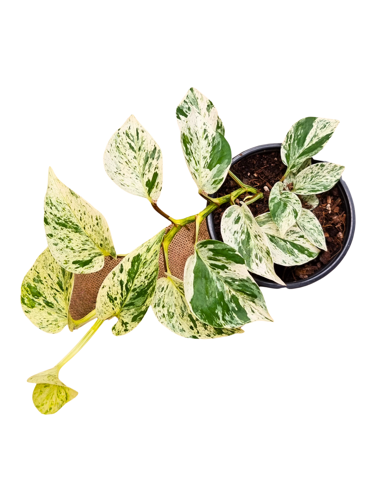 Epipremnum_aureum_Snow_Queen_in_14_cm_Pot