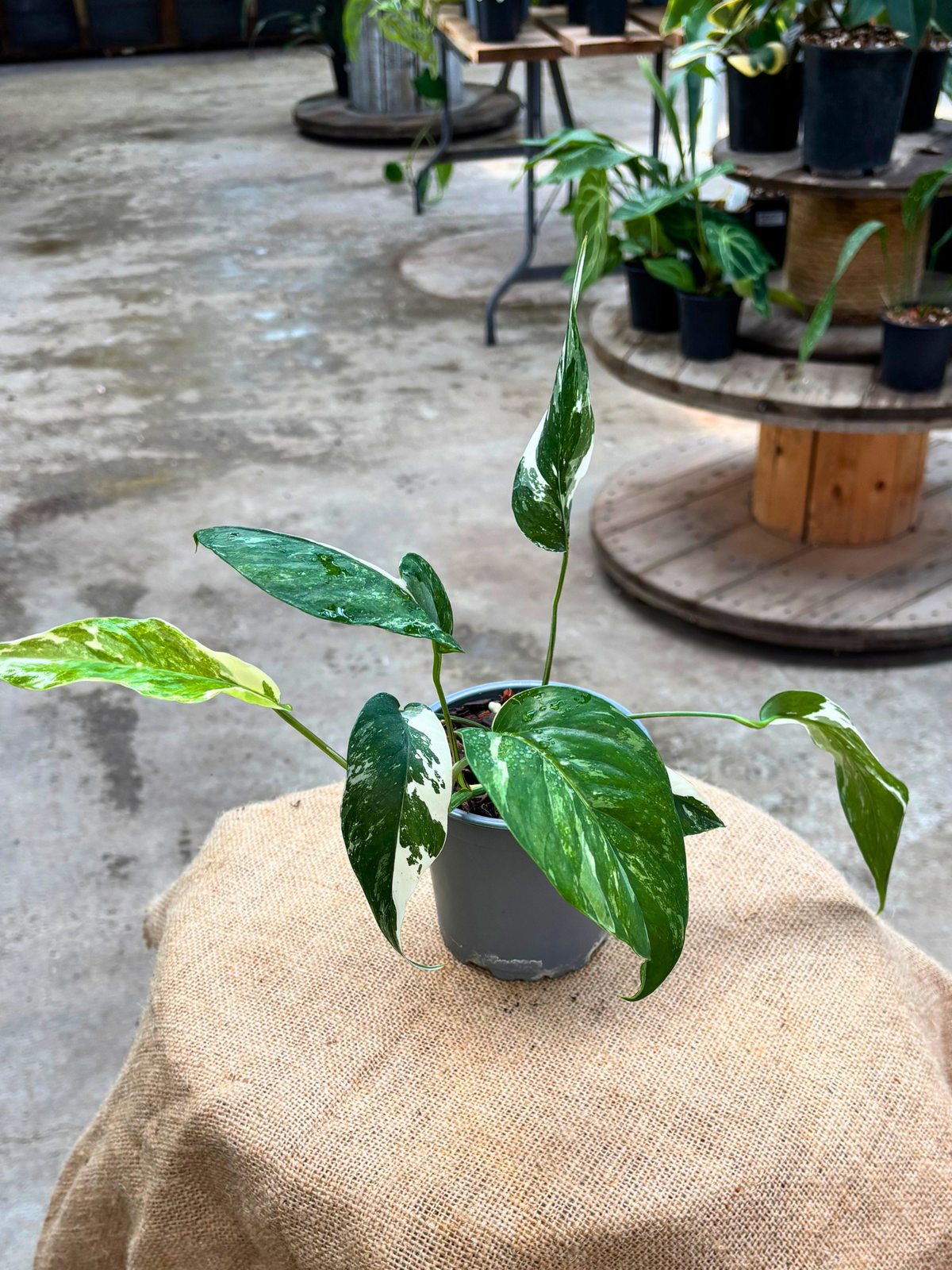 Epipremnum_pinnatum_Albo_in_12_cm_pot