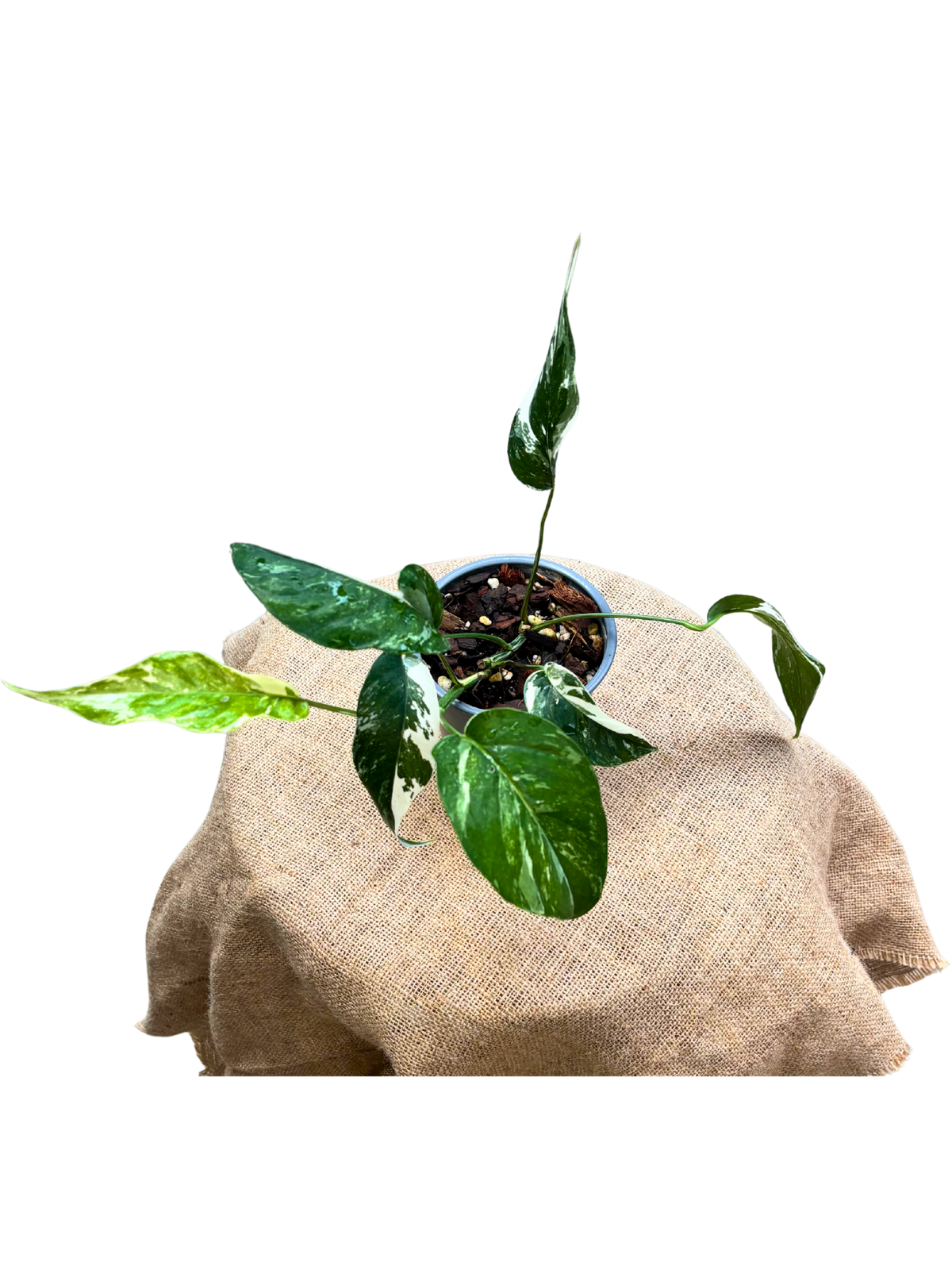 Epipremnum_pinnatum_Albo_in_12_cm_pot