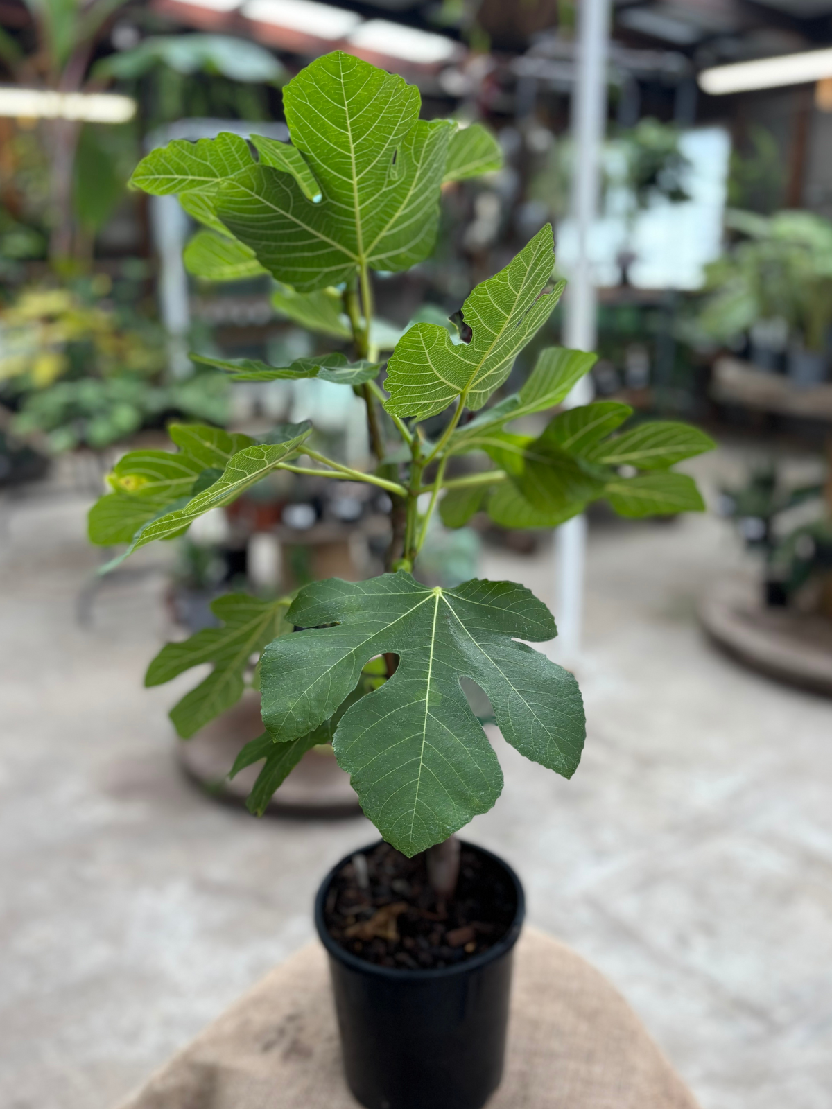 Fig_-_Tiger_Varigated_in_15cm_pot