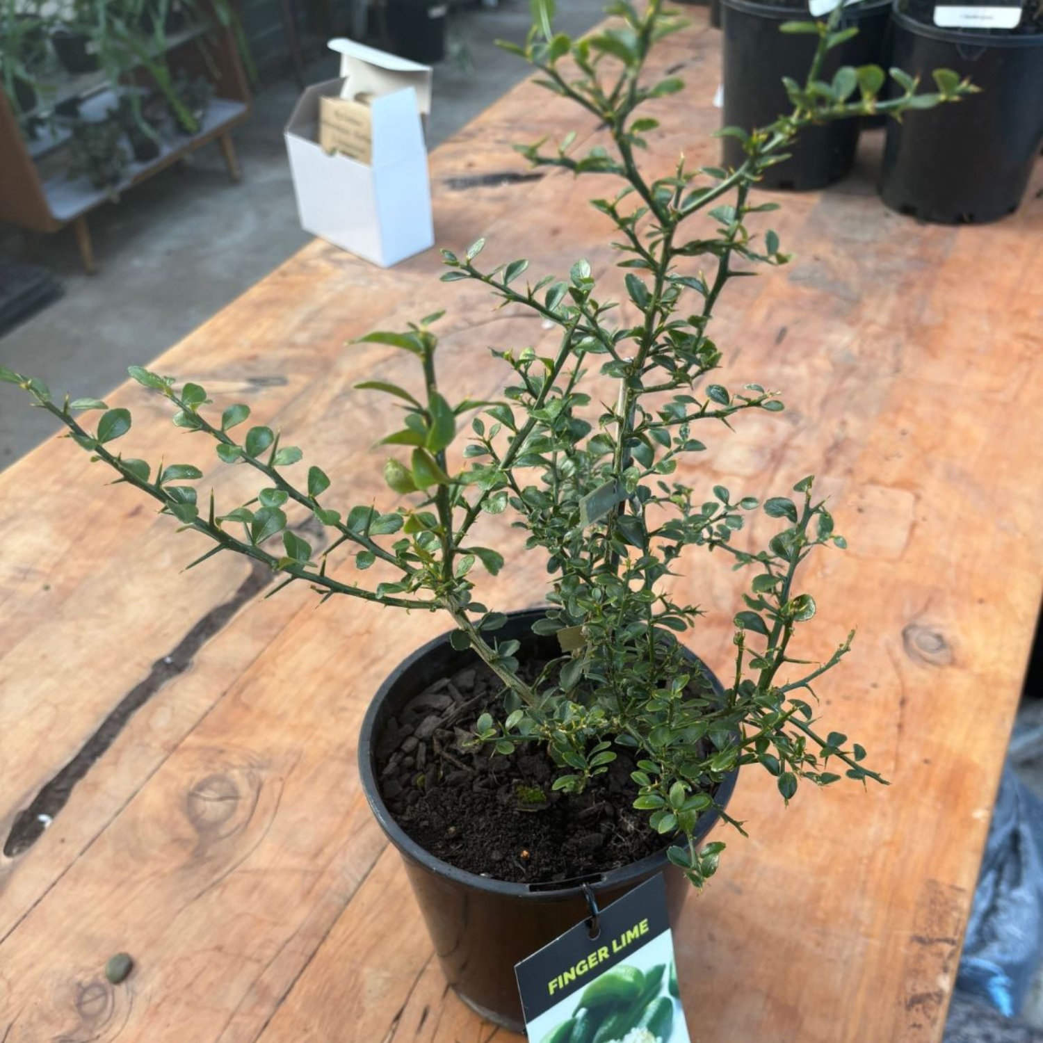 Finger Lime Citrus, Green