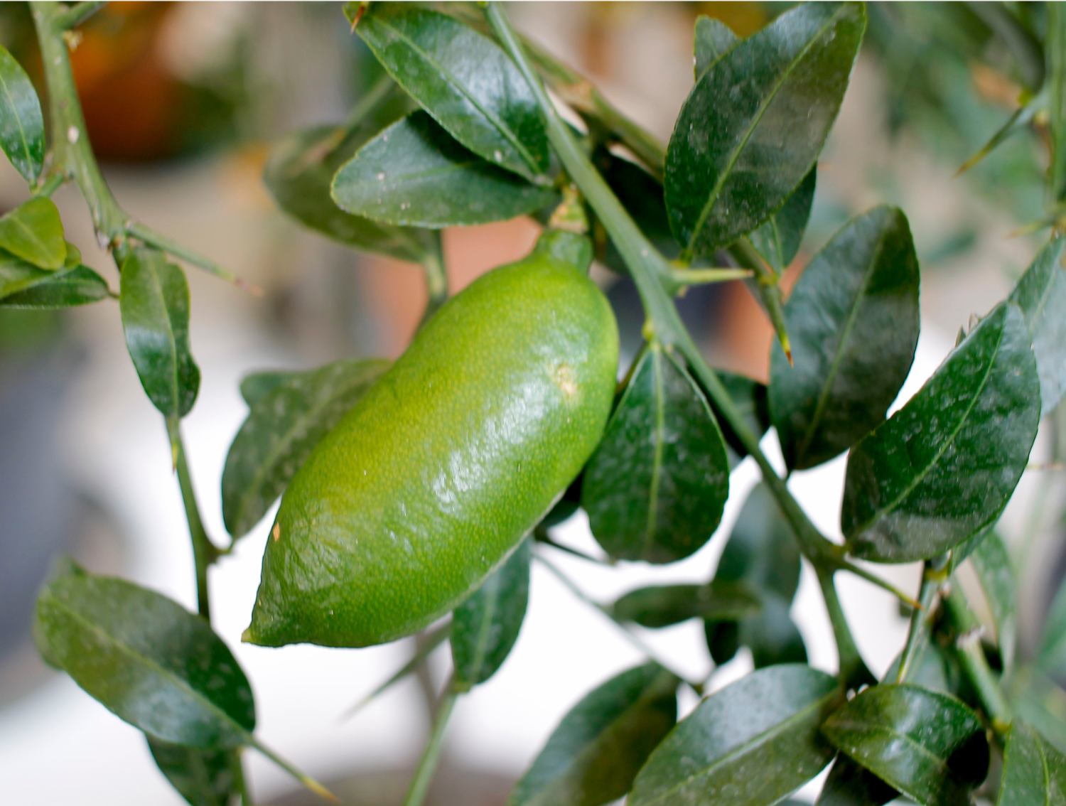 Finger Lime Citrus, Green