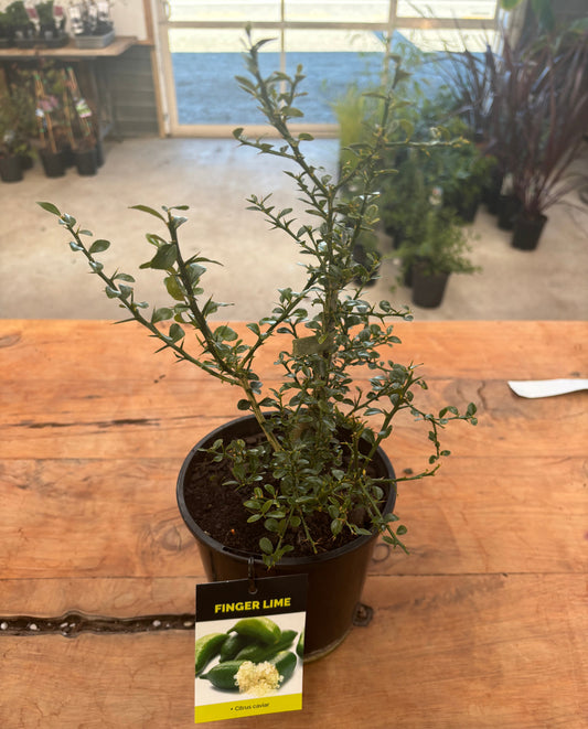 Finger Lime Citrus, Green - Rasmussen Gardens