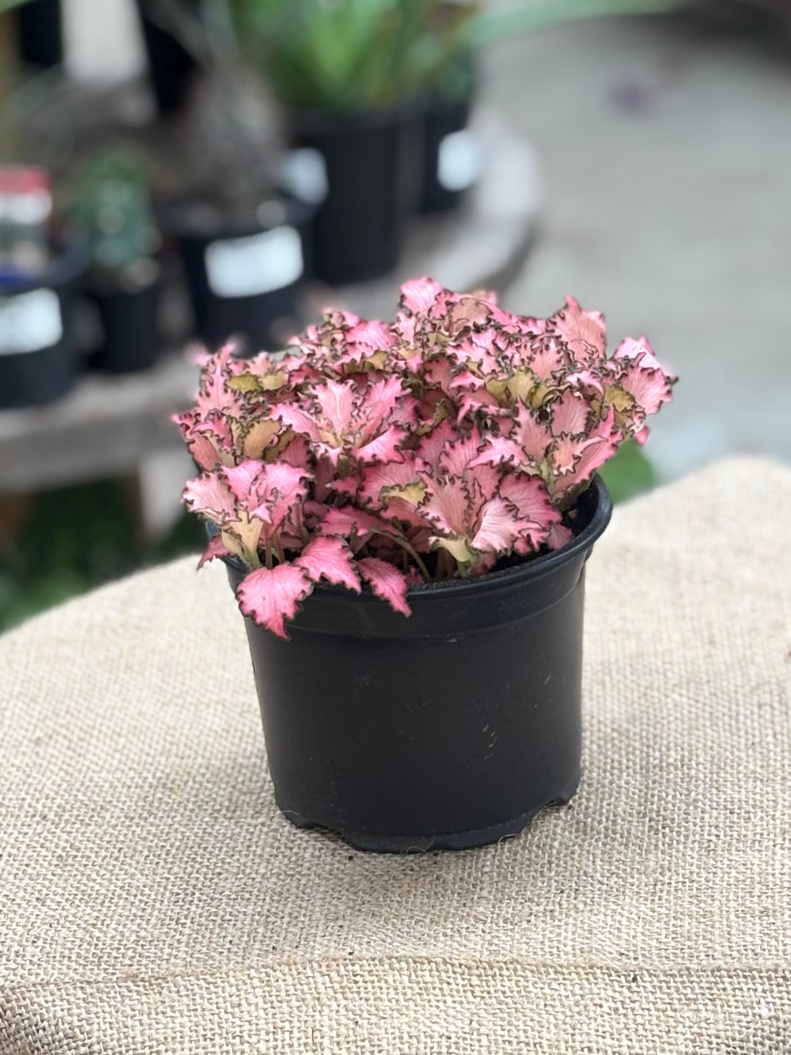 Fittonia Mixed in 12 cm pot - Rasmussen Gardens