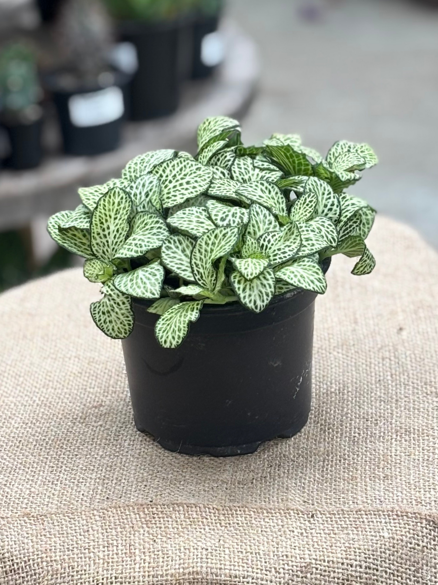 Fittonia Mixed in 12 cm pot - Rasmussen Gardens