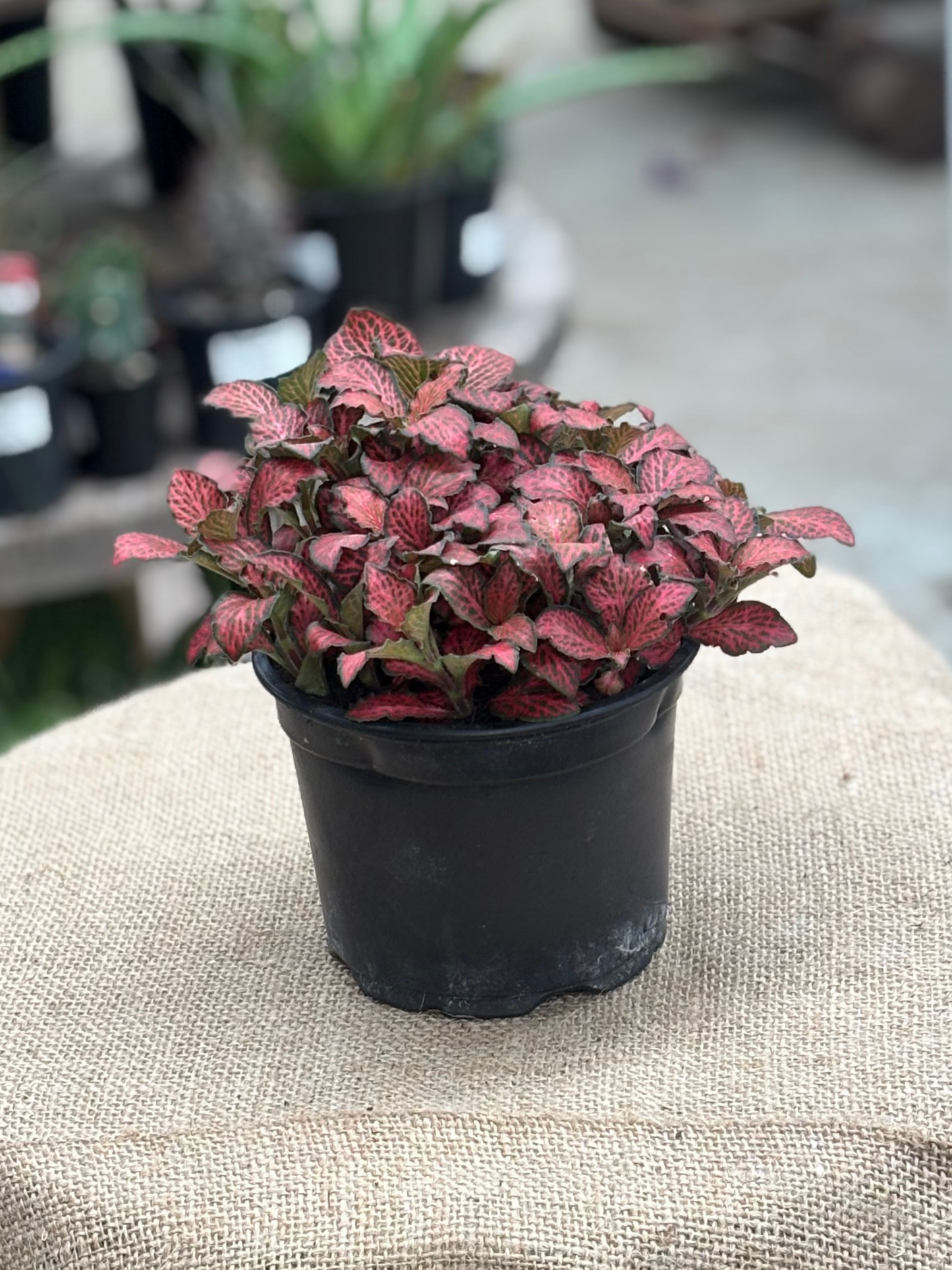 Fittonia Mixed in 12 cm pot - Rasmussen Gardens