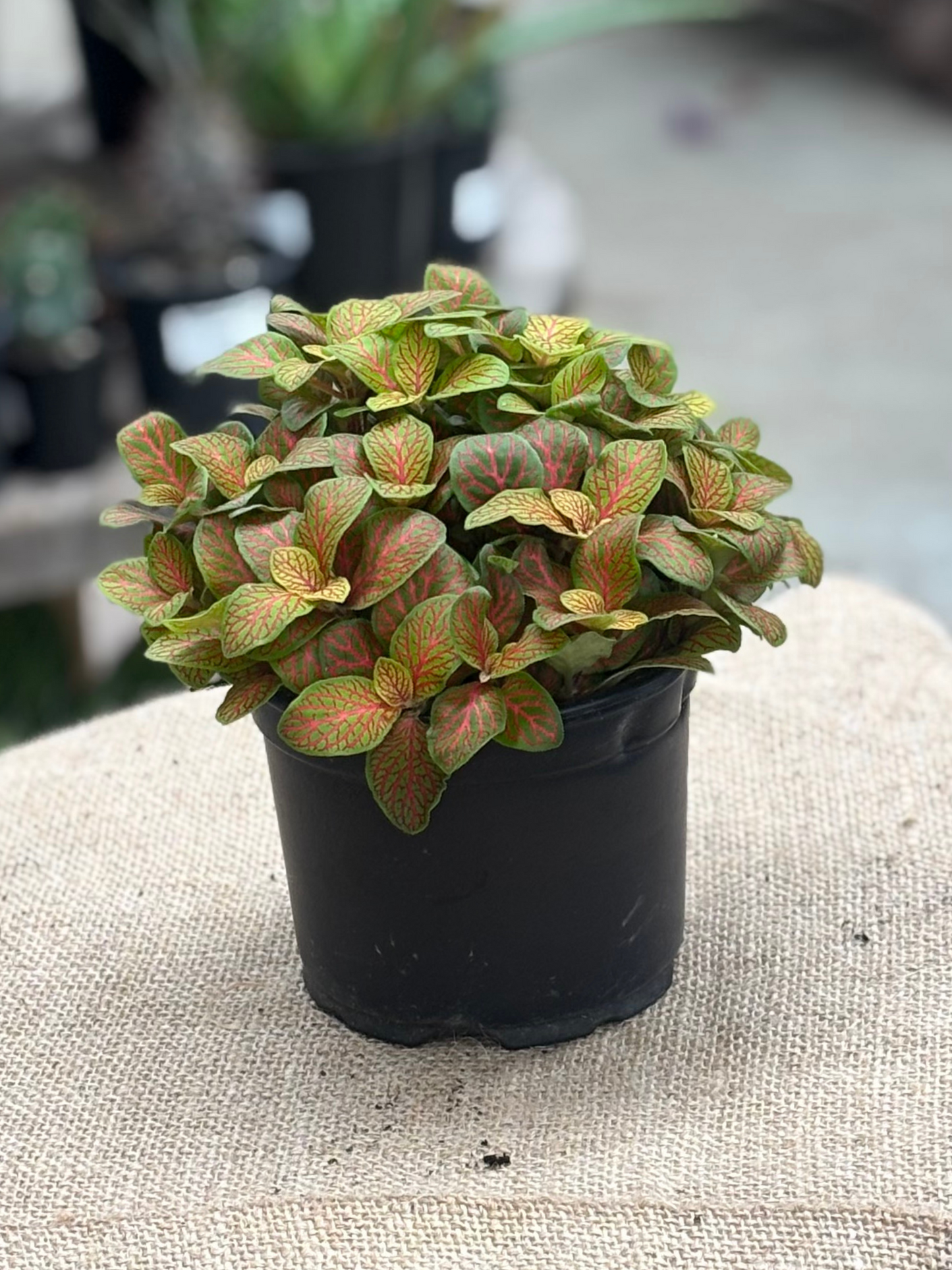 Fittonia Mixed in 12 cm pot - Rasmussen Gardens