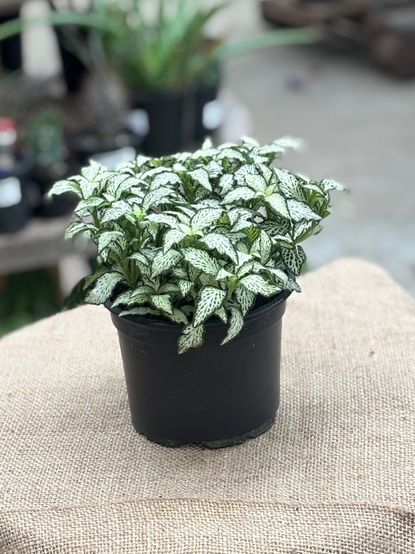 Fittonia Mixed in 12 cm pot - Rasmussen Gardens
