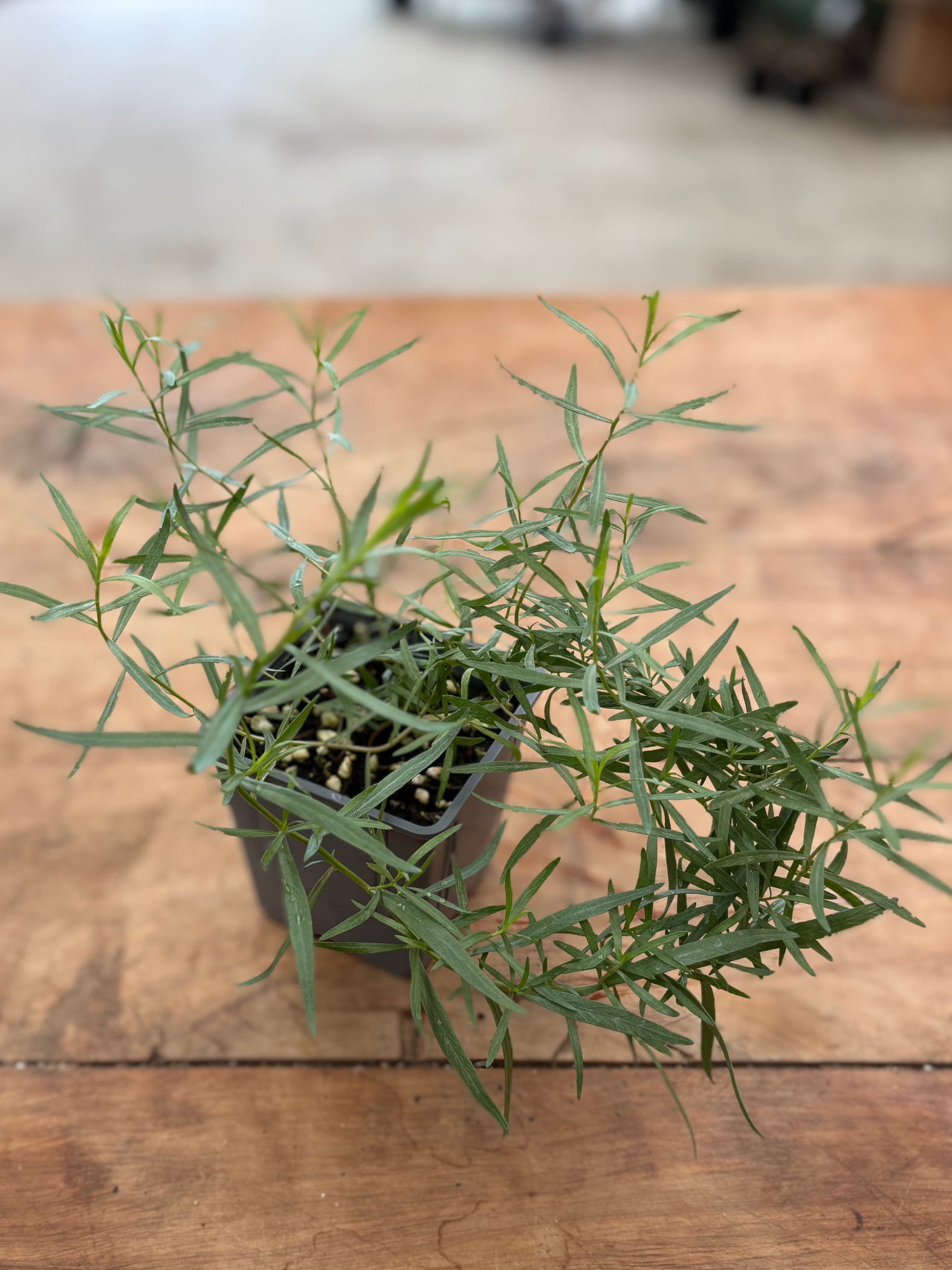 French_Tarragon_-_Herb_in_10cm_pot
