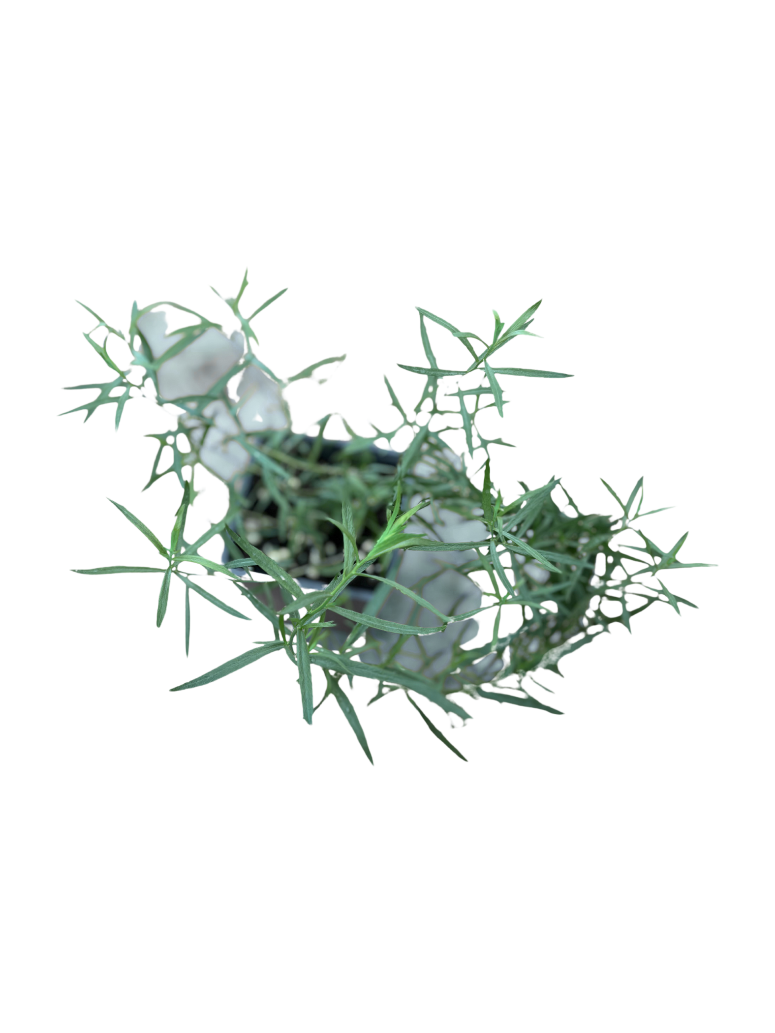 French_Tarragon_-_Herb_in_10cm_pot