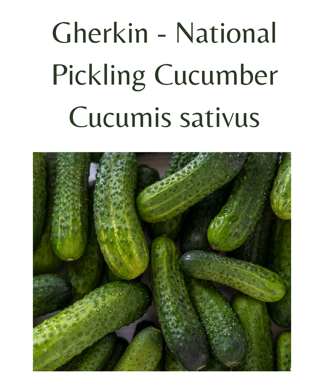 Gherkin_-_National_Pickling_Cucumber_20_seeds