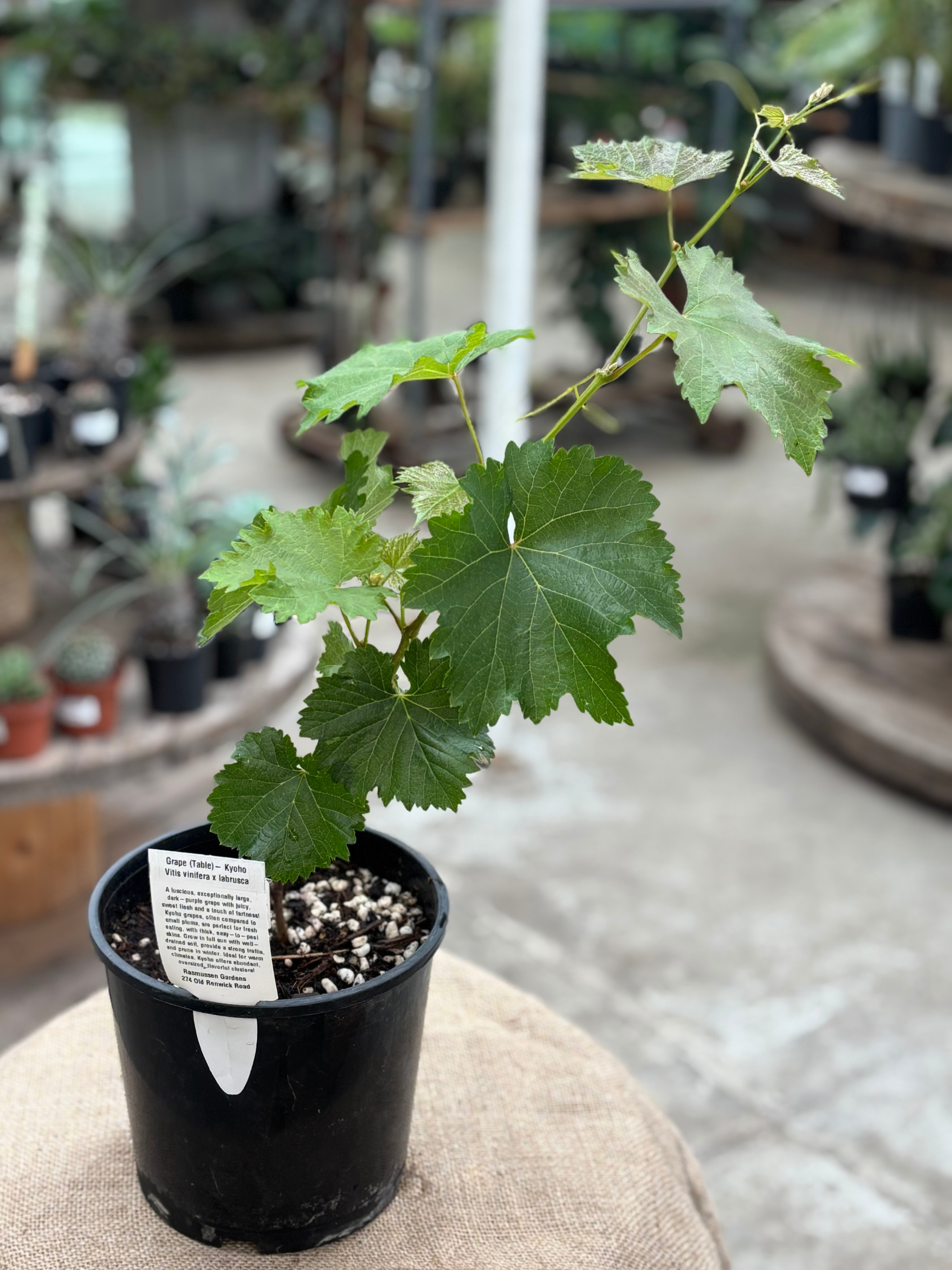 Grape_Table-_Kyoho_in_2L_pot