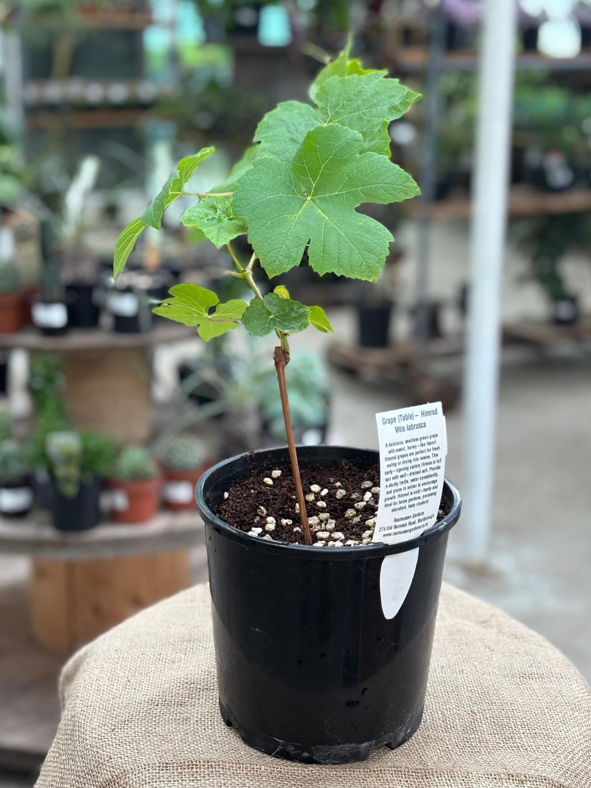 Grape (Table) – Himrod in 15cm pot – Rasmussen Gardens