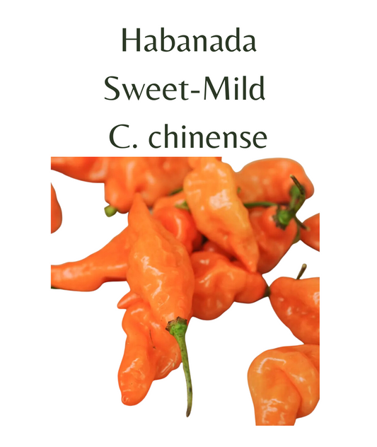 Habanada Chilli Seeds (10 seeds) (Copy) - Rasmussen Gardens