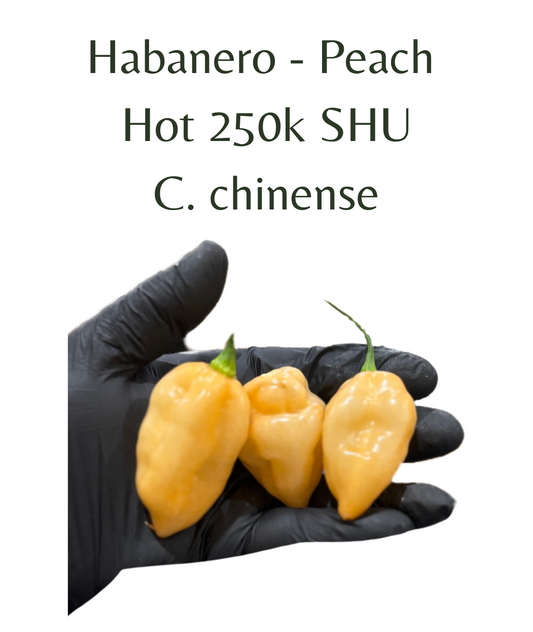 Habanero Peach Chilli Seeds (10 seeds)